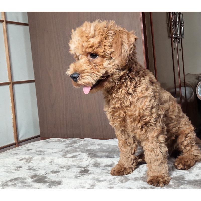 成約済の秋田県のマルプー:マルチーズ×トイプードル-383254の2枚目